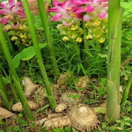 Turmeric