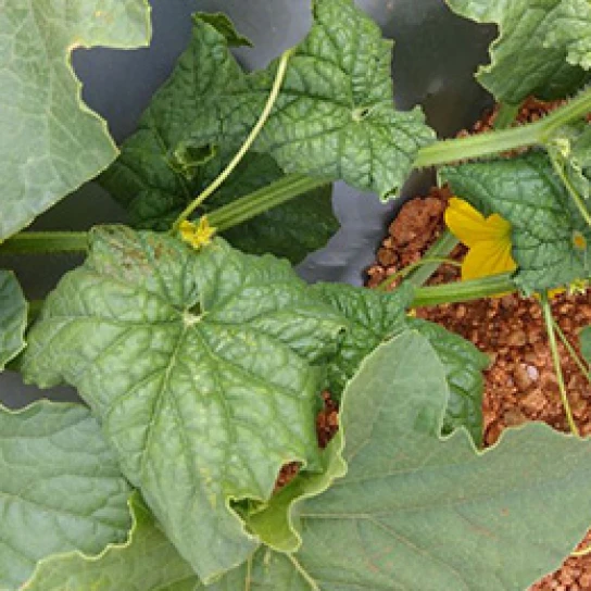 Visual representation of Boron Deficiency deficiency