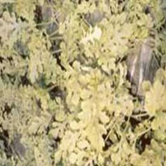 Visual representation of Magnesium Deficiency deficiency