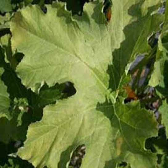 Visual representation of Nitrogen Deficiency deficiency