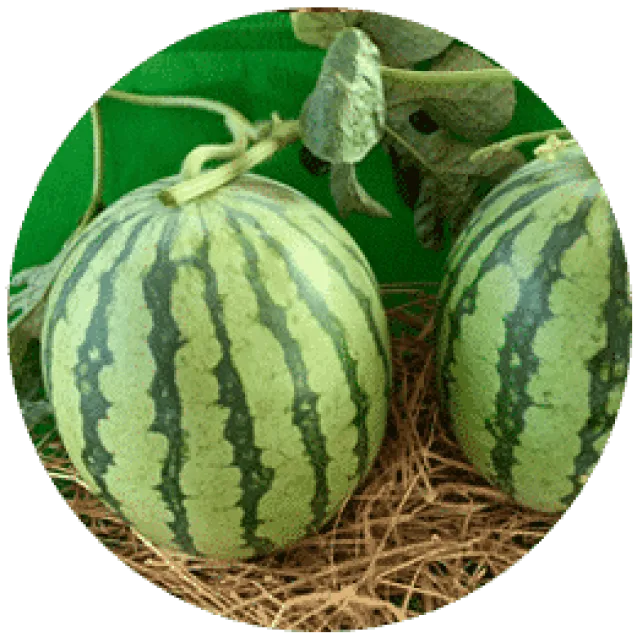 Watermelon