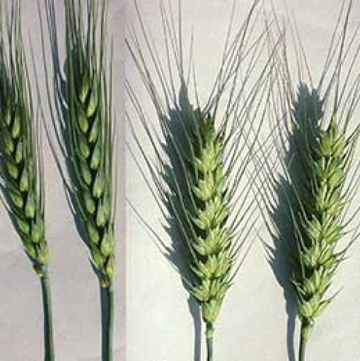 Visual representation of Boron Deficiency deficiency