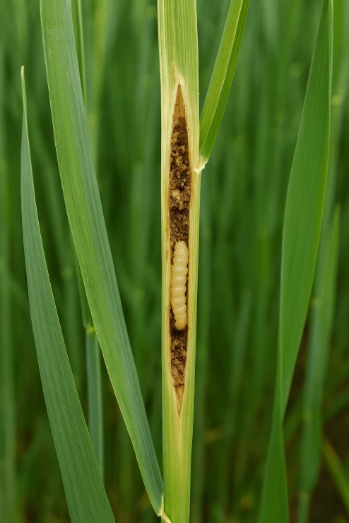 Visual representation of Larvi PEST deficiency
