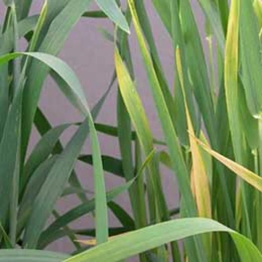 Visual representation of Nitrogen Deficiency deficiency