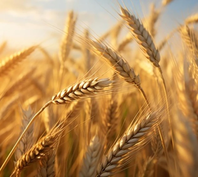 Wheat