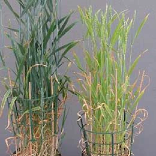 Visual representation of Sulphur Deficiency deficiency