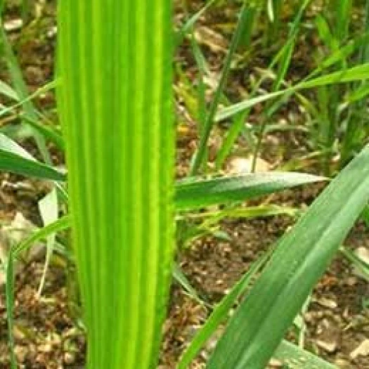 Visual representation of Zinc Deficiency deficiency