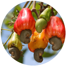 cashew nut signova