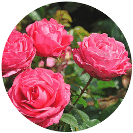 rose crop signova