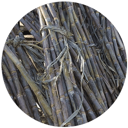 Sugarcane signova