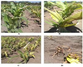 Fungal Diseases in Maize
