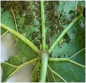Mite and Thrips in Cotton