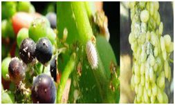 Mite and Thrips in Grapes