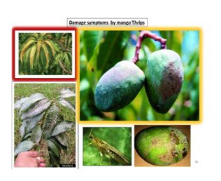 Mite and Thrips in Mango