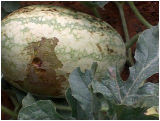 Pest in Chili Water melon