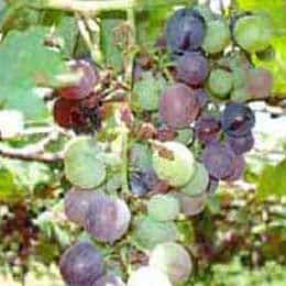 Boron deficiency in grapes