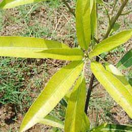 Nitrogen deficiency mango