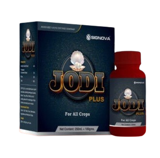 Jodi-Plus